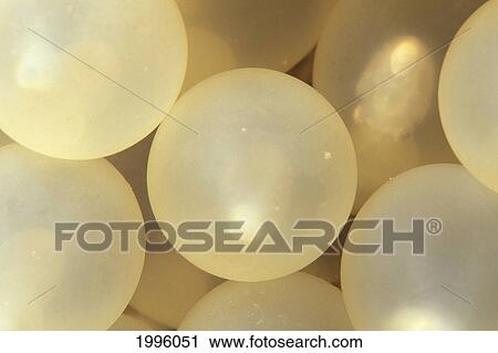 Stock Image - Thailand, Extreme Close-Up Of Baby Cuttlefish Visible Inside The Eggs (10Daysold). Fotosearch