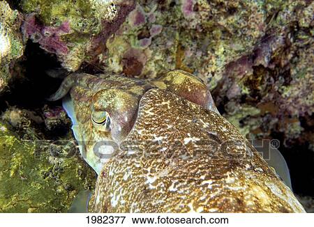 Stock Photo - Thailand, Female cuttlefish (Sepia pharaonis) laying its eggs in a crevice in the reef. Fotosearch