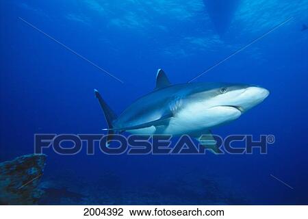 Stock Image - Thailand, Front Of Silvertip Shark Surface (Carcharhinus Albimarginatus) Visible. Fotosearch
