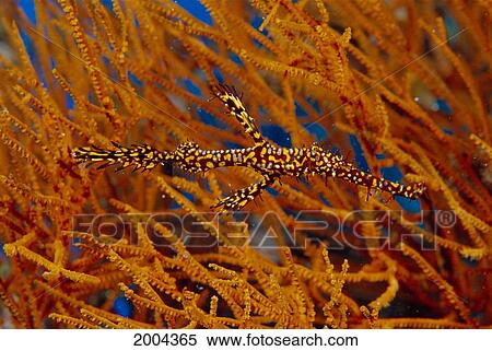 Thailand, Harlequin Ghost Pipe Fish Front Of Black Coral (Solenostomus Paradoxus) Antipatharia Sp? Orange View Large Photo Image Stock Photography - Thailand, Harlequin Ghost Pipe Fish Front Of Black Coral (Solenostomus Paradoxus) Antipatharia Sp? Orange. Fotosearch