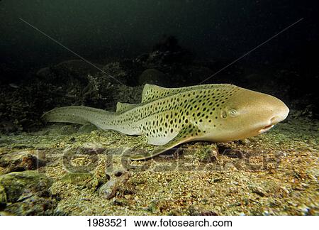 Stock Image - Thailand, Leopard Or Zebra Shark (Stegostoma Fasciatum) Resting On The Ocean Floor.. Fotosearch