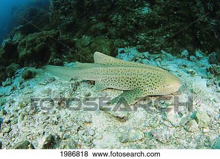 Stock Photo - Thailand, Leopard Or Zebra Shark (Stegostoma Fasciatum) Over Reef.. Fotosearch