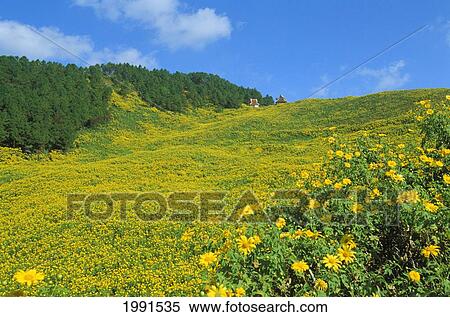 Thailand, Mae Hong Son, Bua Tong Forest Park, Yellow Flowers Cover Hillside View Large Photo Image Stock Photography - Thailand, Mae Hong Son, Bua Tong Forest Park, Yellow Flowers Cover Hillside. Fotosearch