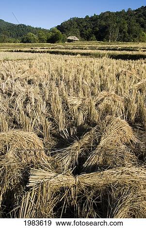 Stock Photo - Thailand, Mae Hong Son Province, Rice Field.. Fotosearch