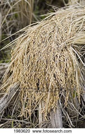 Thailand, Mae Hong Son Province, Harvesting Rice. View Large Photo Image Stock Image - Thailand, Mae Hong Son Province, Harvesting Rice.. Fotosearch