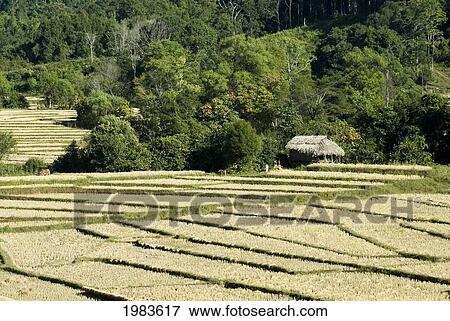 Stock Photo - Thailand, Mae Hong Son Province, Thatched Roof Shelter And Terraced Rice Patties.. Fotosearch