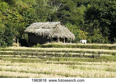 Thailand, Mae Hong Son Province, Thatched Roof Shelter And Terraced Rice Patties. View Large Photo Image Stock Photo - Thailand, Mae Hong Son Province, Thatched Roof Shelter And Terraced Rice Patties.. Fotosearch