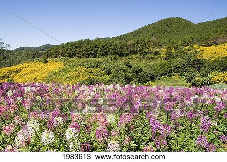 Stock Image - Thailand, Mae Hong Son Province, Toong Bua Tong Forest Park, Meadow Of Colorful Flowers.. Fotosearch
