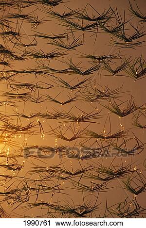 Thailand, Mai Sai Close-Up Of Rice Shoots Reflected On Water View Large Photo Image Stock Image - Thailand, Mai Sai Close-Up Of Rice Shoots Reflected On Water. Fotosearch
