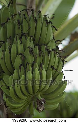 Stock Image - Thailand, Nong Bua Lumphu, A Bunch Of Green Bananas Hanging From A Tree.. Fotosearch