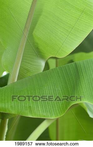 Stock Photo - Thailand, Nong Bua Lumphu, Bright Green Banana Leaves.. Fotosearch