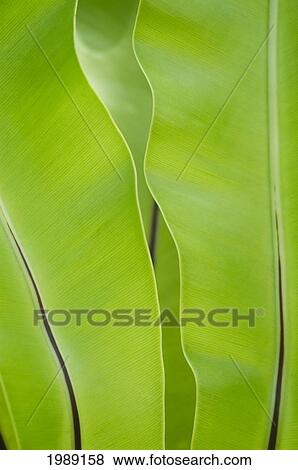 Stock Photo - Thailand, Nong Bua Lumphu, Bright Green Banana Leaves.. Fotosearch