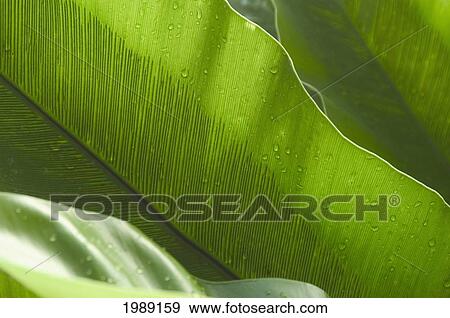 Thailand, Nong Bua Lumphu, Bright Green Banana Leaves. View Large Photo Image Stock Photo - Thailand, Nong Bua Lumphu, Bright Green Banana Leaves.. Fotosearch