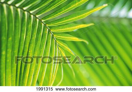 Thailand, Nong Bua Lumphu, Close-Up Of Palm Leaves View Large Photo Image Stock Photography - Thailand, Nong Bua Lumphu, Close-Up Of Palm Leaves. Fotosearch