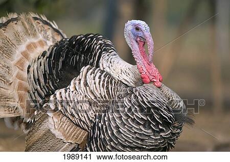Stock Image - Thailand, Nong Bua Lumphu, Male Turkey With Plumage On Farm.. Fotosearch