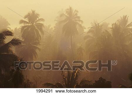 Stock Image - Thailand, North West, Sun Filters Through Palm Trees. Fotosearch