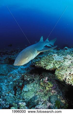Stock Image - Thailand, Nurse Shark (Nebrius Ferrugineus) Looming Over Reef.. Fotosearch