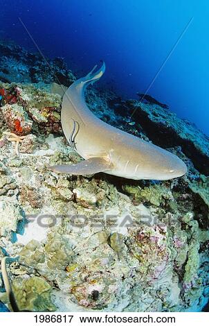 Thailand, Nurse Shark (Nebrius Ferrugineus) On Coral Reef. View Large Photo Image Stock Photo - Thailand, Nurse Shark (Nebrius Ferrugineus) On Coral Reef.. Fotosearch