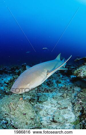 Thailand, Nurse Shark (Nebrius Ferrugineus) On Rocky Ocean Floor. View Large Photo Image Stock Photograph - Thailand, Nurse Shark (Nebrius Ferrugineus) On Rocky Ocean Floor.. Fotosearch