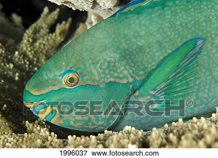 Stock Photo - Thailand, Palenose Parrotfish (Scarus Psittacus) Resting On Reef.. Fotosearch