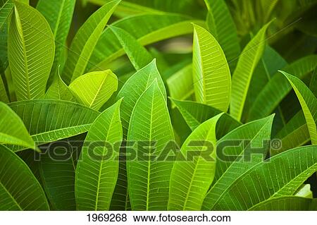 Thailand, Phuket, Close Up Large Green Plant With Water Droplets. View Large Photo Image Stock Photo - Thailand, Phuket, Close Up Large Green Plant With Water Droplets.. Fotosearch