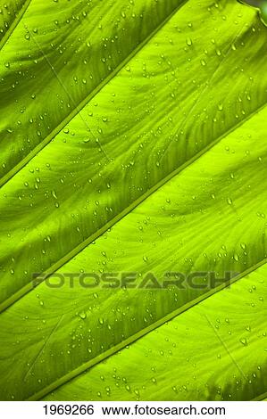 Thailand, Phuket, Close Up Large Green Leaf With Water Droplets. View Large Photo Image Stock Photograph - Thailand, Phuket, Close Up Large Green Leaf With Water Droplets.. Fotosearch