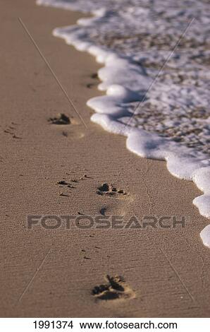 Thailand, Phuket, Close-Up Of Footprints Along The Seashore. View Large Photo Image Picture - Thailand, Phuket, Close-Up Of Footprints Along The Seashore.. Fotosearch