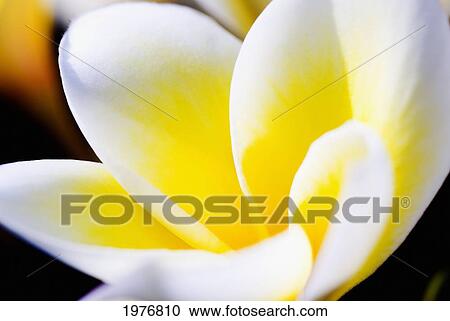Stock Image - Thailand, Phuket, Kata Noi, Close Up Of Plumeria Flower.. Fotosearch