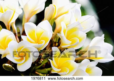 Thailand, Phuket, Kata Noi, Cluster Of Young Plumeria Flowers View Large Photo Image Stock Image - Thailand, Phuket, Kata Noi, Cluster Of Young Plumeria Flowers. Fotosearch