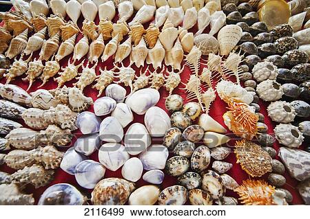 Stock Photo - Thailand, Phuket, Rawaii Beach, Varieties of shells displayed at a market.. Fotosearch