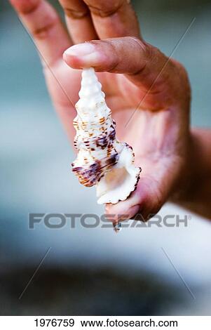 Stock Photo - Thailand, Phuket, Wet Hand Holds Small Cone Shell Between Index Finger And Thumb.. Fotosearch