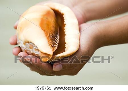 Stock Photography - Thailand, Phuket, Womans Hands Cradle A Tropical Seashell.. Fotosearch