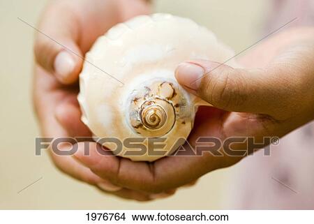 Picture - Thailand, Phuket, Womans Hands Cradle Tropical Seashell.. Fotosearch