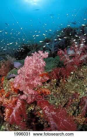 Thailand, Reef Scene With Alcyonarian Coral And Schooling Cardinal Fish. View Large Photo Image Stock Image - Thailand, Reef Scene With Alcyonarian Coral And Schooling Cardinal Fish.. Fotosearch