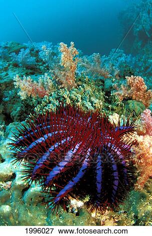 Stock Photo - Thailand, Reef Scene With Crown-Of-Thorns Starfish (Acanthaster Planci).. Fotosearch