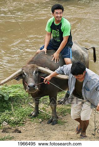Stock Photography - Thailand, Rural Chiang Mai, Thai Men Guide And Ride Water Buffalo Near River.. Fotosearch