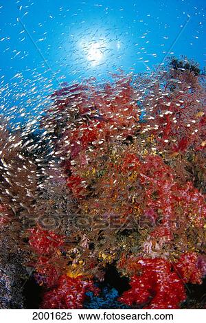 Stock Photography - Thailand, School Cardinalfish And Alcyonarian Coral, Sunburst Background (Rhabdamia Cypselura) Dendronephthya Sp?. Fotosearch