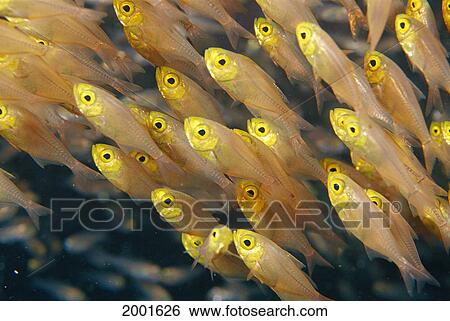 Thailand, Schooling Pygmy Sweepers (Parapriacanthus Ransonneti) View Large Photo Image Stock Photograph - Thailand, Schooling Pygmy Sweepers (Parapriacanthus Ransonneti). Fotosearch