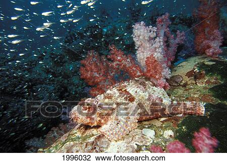 Stock Image - Thailand, Scorpionfish (Scorpaenopsis Oxycephala) And Schooling Cardinal Fish.. Fotosearch