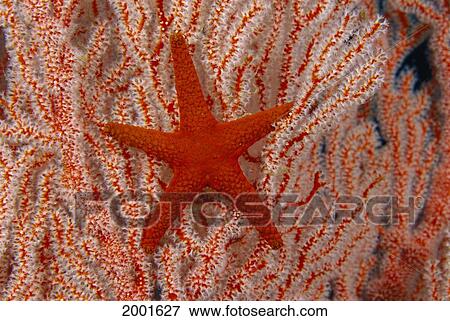 Stock Photo - Thailand, Sea Star Aka Starfish (Fromia Indica) Gorgonian Coral Red And White. Fotosearch
