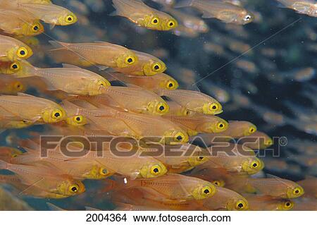 Thailand, Side View School Pygmy Sweepers (Parapriacanthus Ransonneti) Small Fish With Large Yellow Eye View Large Photo Image Picture - Thailand, Side View School Pygmy Sweepers (Parapriacanthus Ransonneti) Small Fish With Large Yellow Eye. Fotosearch