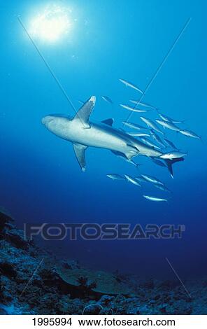 Picture - Thailand, Silvertip Shark (Carcharhinus Albimarginatus) With Fish.. Fotosearch