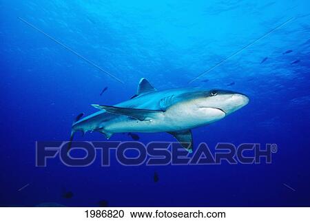 Thailand, Silvertip Shark (Carcharhinus Albimarginatus) In Clear Blue Water. View Large Photo Image Stock Image - Thailand, Silvertip Shark (Carcharhinus Albimarginatus) In Clear Blue Water.. Fotosearch