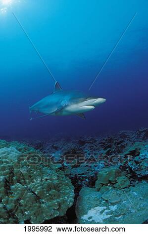 Thailand, Silvertip Shark (Carcharhinus Albimarginatus) View Large Photo Image Stock Image - Thailand, Silvertip Shark (Carcharhinus Albimarginatus). Fotosearch