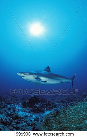 Stock Image - Thailand, Silvertip Shark (Carcharhinus Albimarginatus). Fotosearch