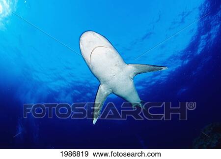 Stock Photo - Thailand, Silvertip Shark (Carcharhinus Albimarginatus) In Clear Blue Water, View From Below.. Fotosearch