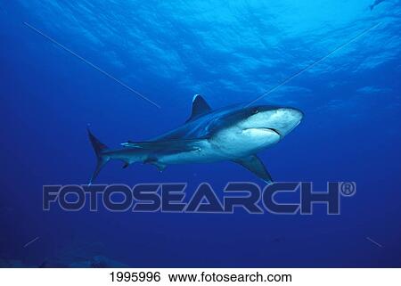 Stock Photograph - Thailand, Silvertip Shark (Carcharhinus Albimarginatus).. Fotosearch