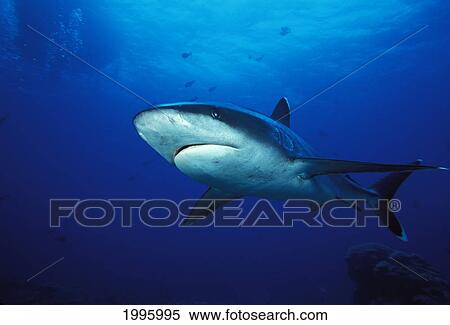 Thailand, Silvertip Shark (Carcharhinus Albimarginatus). View Large Photo Image Stock Photography - Thailand, Silvertip Shark (Carcharhinus Albimarginatus).. Fotosearch