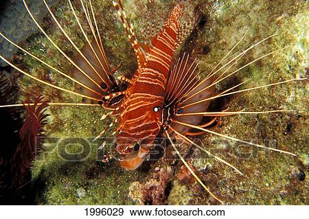 Stock Photo - Thailand, Spotfin Lionfish (Pterois Antennata) Resting On Reef Bed.. Fotosearch