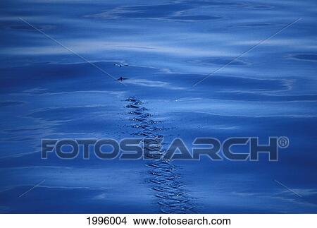 Thailand, Sutton's Flying Fish Leaving A Fin Trail On A Calm Sea Surface. View Large Photo Image Picture - Thailand, Sutton's Flying Fish Leaving A Fin Trail On A Calm Sea Surface.. Fotosearch